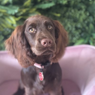 Adorable puppy during grooming