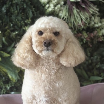 Cocker spaniel with bows